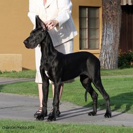 Great Dane Puppies from Dunn Right Ranch