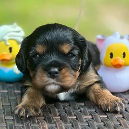 Raelyn - Black and tan female Cavalier King Charles Spaniel puppy in Kirksville, Missouri from Royal Country Cavaliers of Missouri