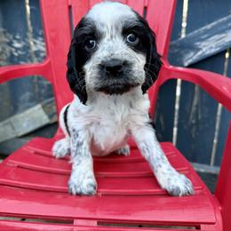 Bell - White and black female English Springer Spaniel puppy in Madison, Indiana from McCollough's Pawsome Spaniels and Danny's Delightful Dachshunds