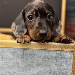 Stormy - Dapple male Dachshund puppy in Leoma, Tennessee from Southbound Kennel