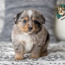 Miniature Australian Shepherd Puppies from Rocking AW Aussies