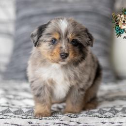Miniature Australian Shepherd Puppies from Rocking AW Aussies