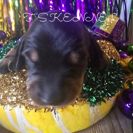 Milo - Black and tan male Dachshund puppy in Poplarville, Mississippi from T's Kennel