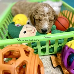 Goldendoodle Puppies from Central Texas Doodle Nest Kennel