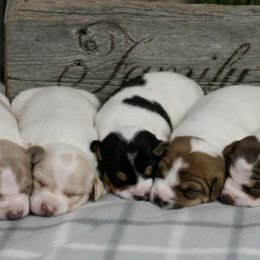 Pembroke Welsh Corgi and Teddy Roosevelt Terrier Puppies from Big Grove Farms