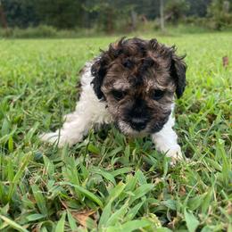 Bertha - Sable female Poodle puppy in Bee Branch, Arkansas from Scroggins Creek Doodles