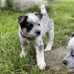 Australian Cattle Dog Puppies from Foxglove Field Farm