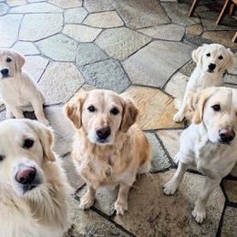 Golden Retriever Puppies from Mountain Sky Goldens   https://youtu.be/30SVQesEtig?si=CMjASv_Tza1VKSNt