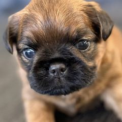 Brussels Griffons from 5C Brussels Griffons