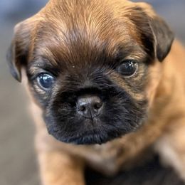 Brussels Griffons from 5C Brussels Griffons