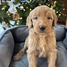 Boy 2-royal blue - Red  male Goldendoodle puppy in Mattawan, Michigan from Doodifuldoods