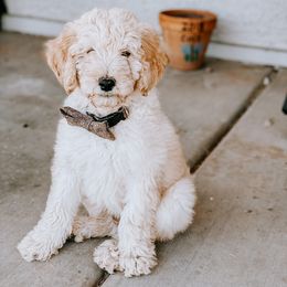 Goldendoodle Puppies from AZ Desert Doodles