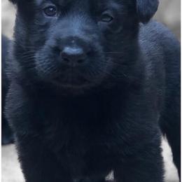 Blue - Black male German Shepherd puppy in Mount Vernon, Ohio from Haus Bärchen German Shepherds