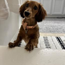 Dachshund All Grown Up from Dix n’ Dot Dachshunds