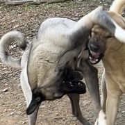 Kangals from Lisa Ingram's Kangals