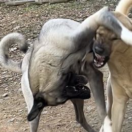 Kangals from Lisa Ingram's Kangals