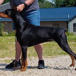 Goddess - Doberman Pinscher