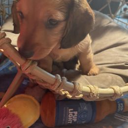 Dachshund Puppies from Doxie Gang