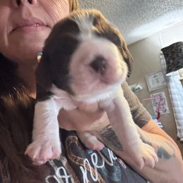 Girl 3 - White and liver female English Springer Spaniel puppy in Lufkin, Texas from Shifletknights Springer Spaniels