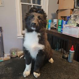 Claire - Black and white female Shetland Sheepdog puppy in Albany, New York from K&A Little Wonder's