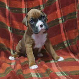 Girl 5 - Fawn female Boxer puppy in Temple, Georgia from B&B Boxers