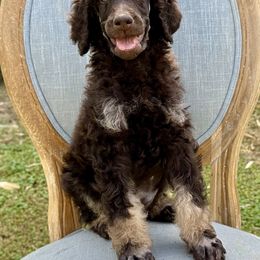 Poodle Puppies from Solara Kennels