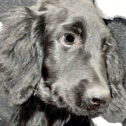 Freedom - Goldendoodle puppy from Zeusthemoosedoodles