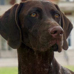 German Shorthaired Pointers from Twin Gabels GSPs