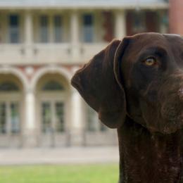 German Shorthaired Pointers from Twin Gabels GSPs