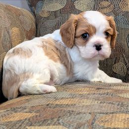 Trick or Treat - Blenheim male Cavalier King Charles Spaniel puppy in Marengo, Ohio from Buttin'Heads Cavaliers