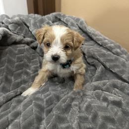 Maltipoo Puppies from Christy Mashore