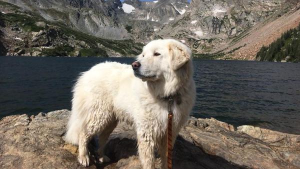 Find Colorado Mountain Dog puppies for sale near California