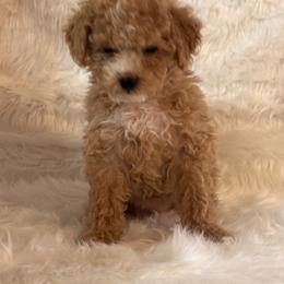 Lily - Apricot female Maltipoo puppy in Greenfield, Iowa from Sugar Plum Puppies