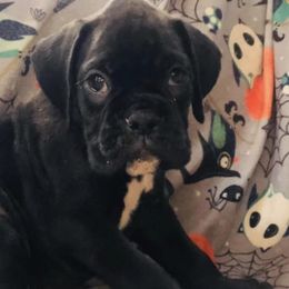 Boxers and Pugs from South Ridge Boxers n Pugs