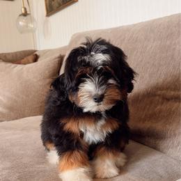 Hiccup - female Australian Mountain Doodle puppy in Wellsville, Utah from Stay Golden Doodles