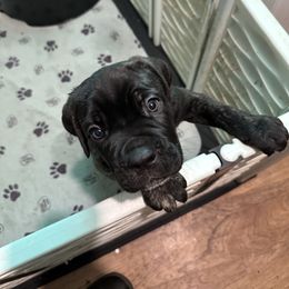 Girl 1 - Black brindle female Cane Corso puppy in Niota, Tennessee from DTM Cane Corso
