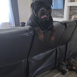 Tank - Rottweiler