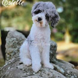 Estelle - Blue merle female Aussiedoodle puppy in Centreville, Mississippi from Trin's Designer Doodles