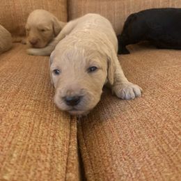 Goldendoodle Puppies from Blue Valley Goldendoodles