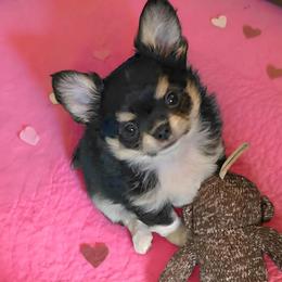 Snickers - Black and tan male Chihuahua puppy in Mills River, North Carolina from Chosen Chihuahuas