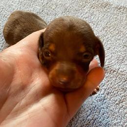Lucah - Dapple male Dachshund puppy in Nashville, Georgia from Riverside Dachshund