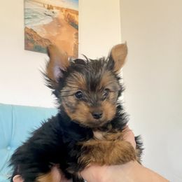 Yorkshire Terrier Puppies from Cutest AKC Arizona Yorkies