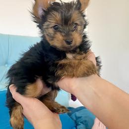 Yorkshire Terrier Puppies from Cutest AKC Arizona Yorkies