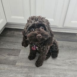 Stella - Cockapoo