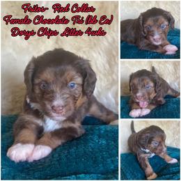 Fritos - female Australian Mountain Doodle puppy in Port Orchard, Washington from Yukon Harbor Doodles
