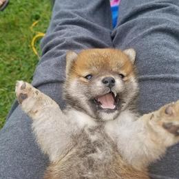 Shiba Inu and Yorkshire Terrier Puppies from Royal Kennels