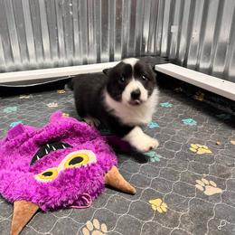 Glory - Black and white female Cardigan Welsh Corgi puppy in Crystal River, Florida from Coopers Korner