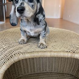 Silver (Silver Dapple Cream Short Haired Male) - Dapple male Dachshund puppy in Arcadia, California from Cruz Industries - Dachshund Company & French Bulldog Company
