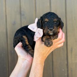 Lily - Girl 3 - Phantom female Bernedoodle puppy in Bellville, Ohio from Bernedoodle Buddies