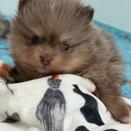 Rocco - Chocolate merle male Pomeranian puppy in Newport Beach, California from Exotic City Pomeranians and chihuahuas